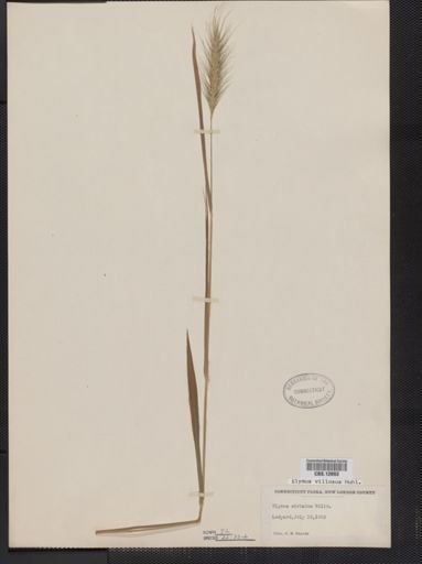 Elymus villosus