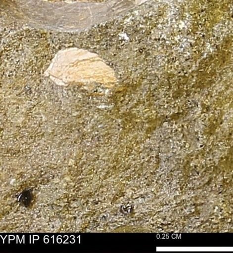 Protocardia subquadrata
