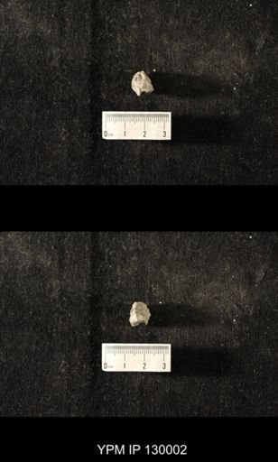 undet. Gastropoda