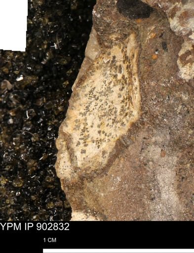 undet. Mollusca