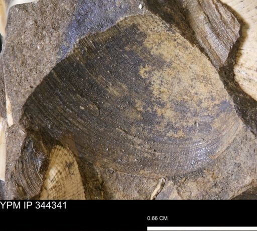 Limopsis striatopunctatus