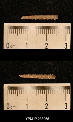 Archaeocidaris sp.