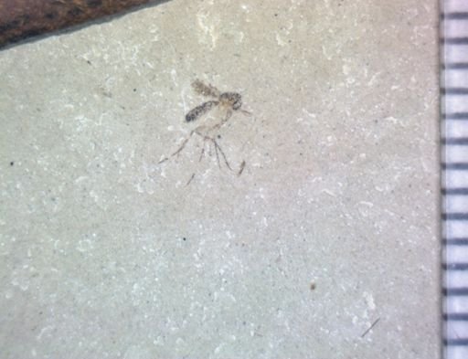 undet. Nematocera