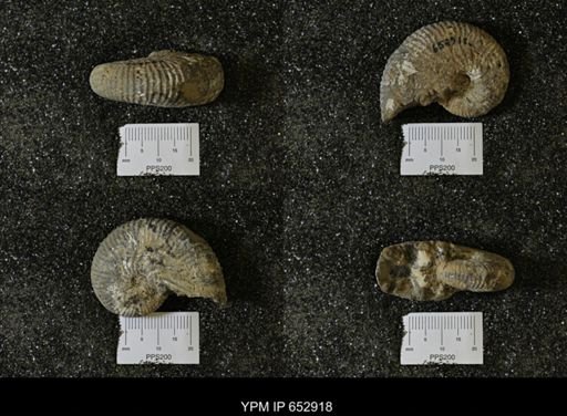 Hoploscaphites?