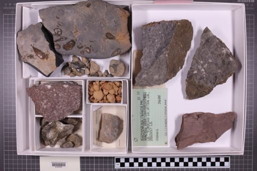 mixed taxa, stratigraphic collection