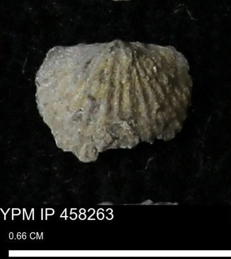 Chonetes mucronatus