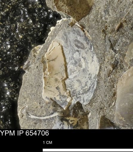 Dosiniopsis deweyi