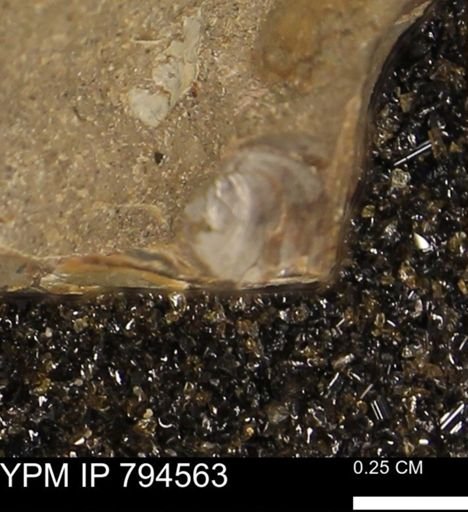 Protocardia subquadrata