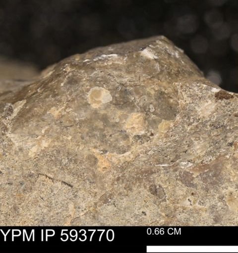 Baculites sp.