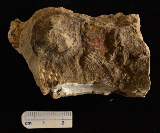 Neocalamites carreri