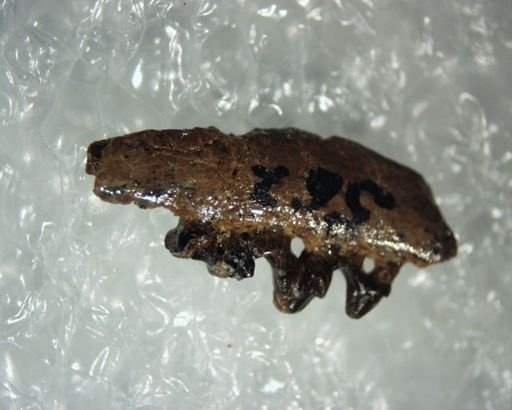 Litocherus zygeus
