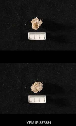 Hercosia sp.