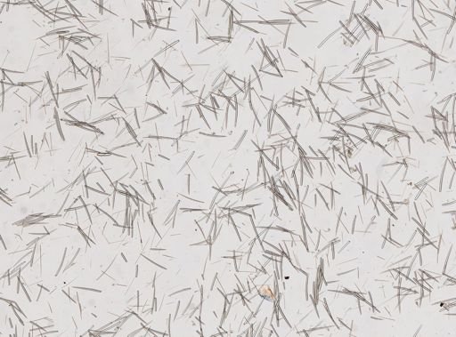 Clathria prolifera