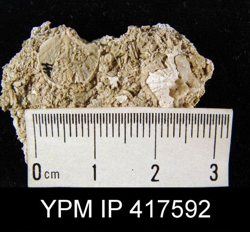 Leptocoelia?