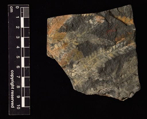 Pecopteris bullatus