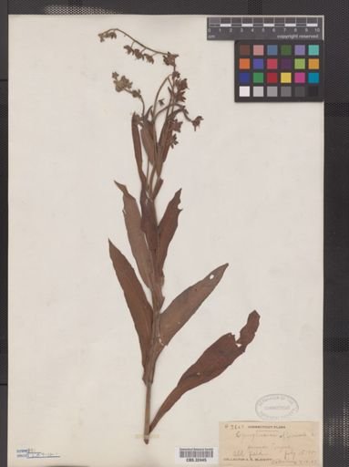 Cynoglossum officinale