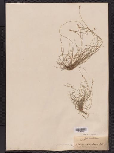 Fimbristylis