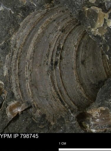 Dosiniopsis deweyi