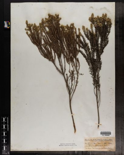 Plantae