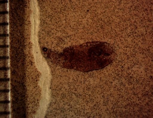undet. Carabidae
