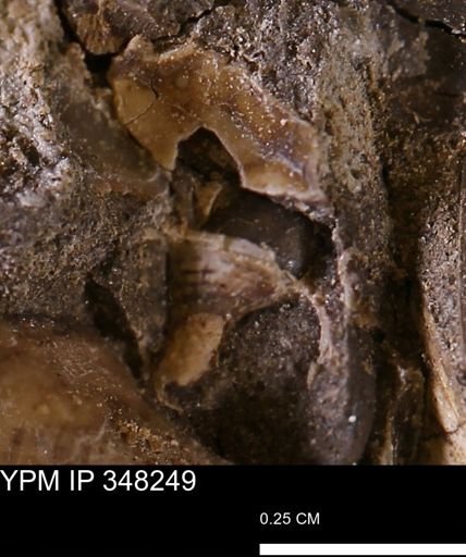 undet. Gastropoda