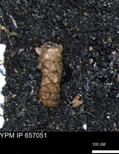 Ammobaculoides whitneyi