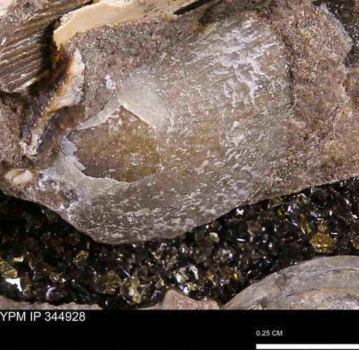 Oxytoma (Hypoxytoma) nebrascana