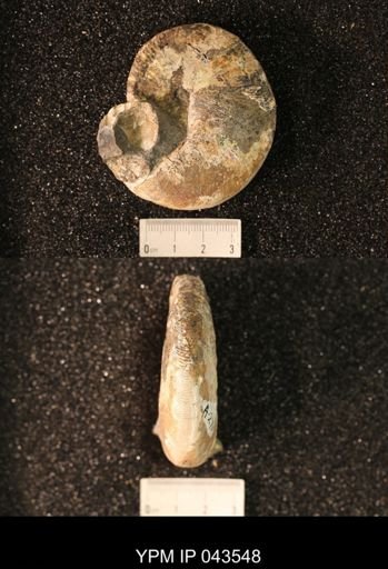 Hoploscaphites nicolletii