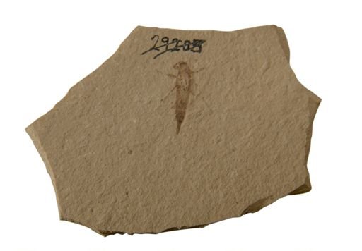 Ephemeroptera