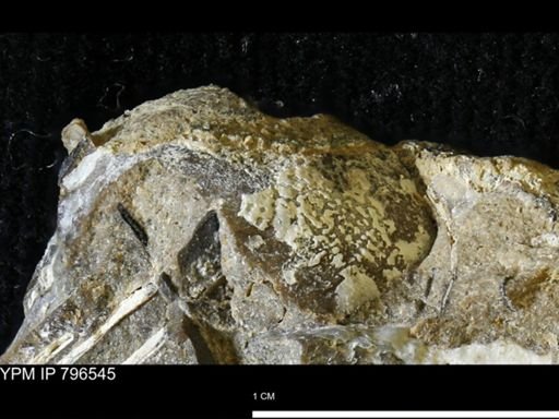 Mollusca