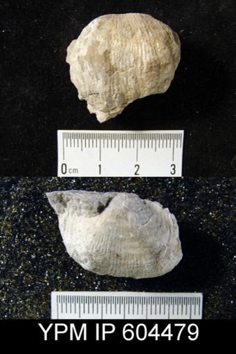 Diaphragmus?