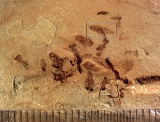 undet. Insecta