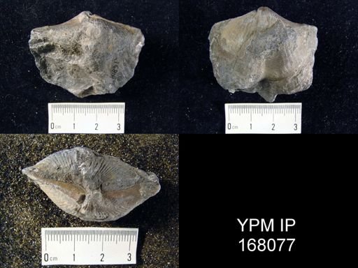 Spirifer sp.