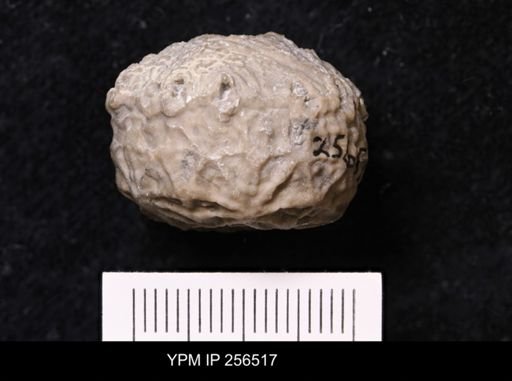 Dolatocrinus asterias