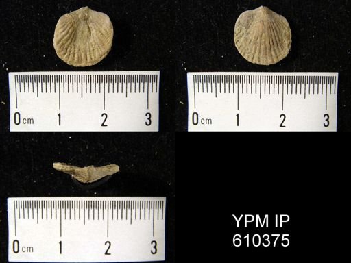 Anoplotheca planoconvexa