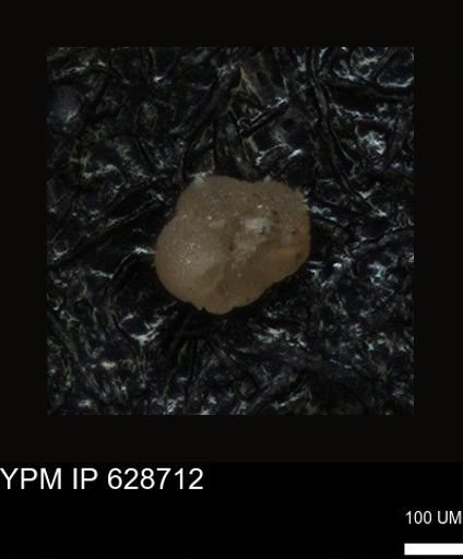 undet. Foraminiferida