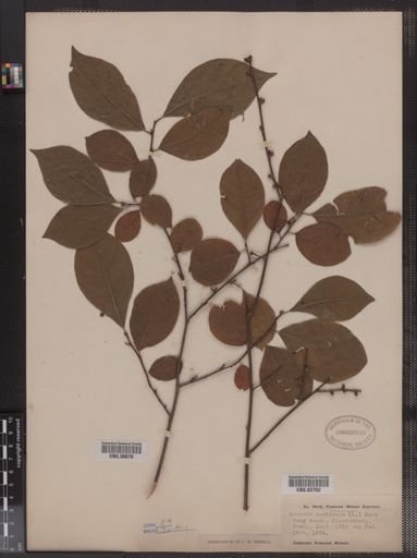 Benzoin aestivale