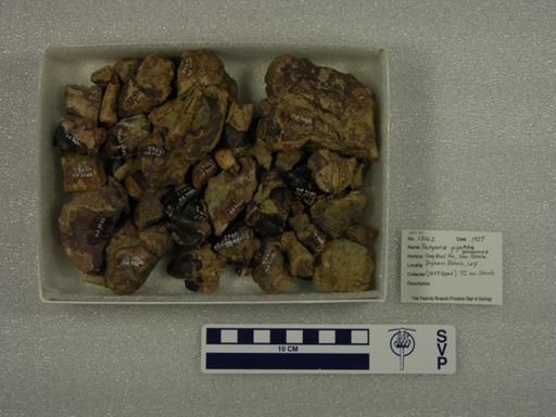 Pachyaena gigantea ponderosa
