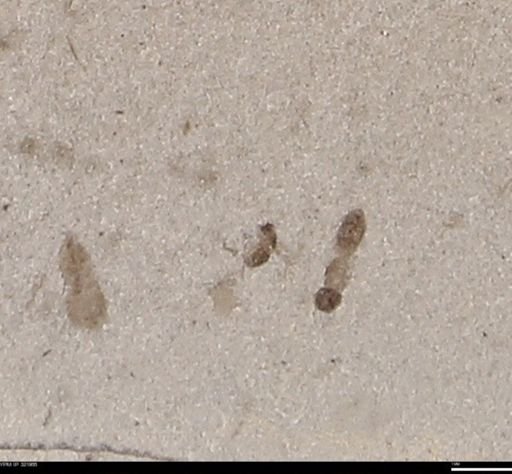 undet. Hymenoptera