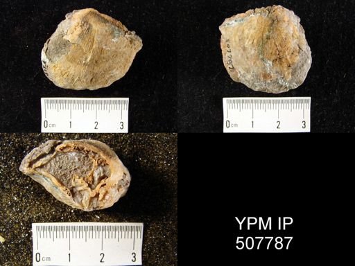 undet. Orthotetida