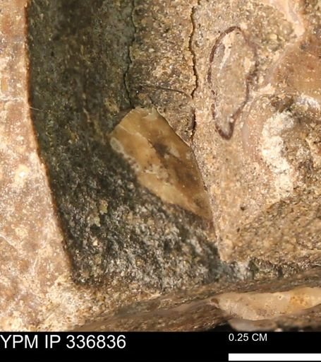 undet. Mollusca