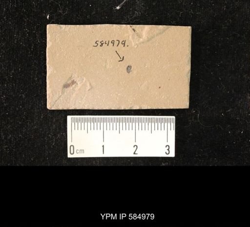 undet. Coleoptera