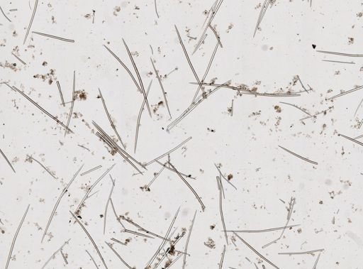 Halichondria