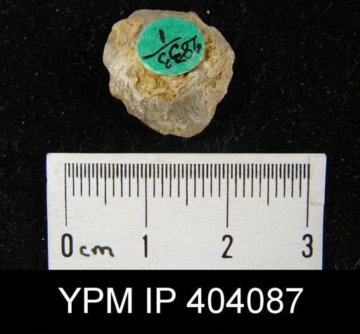 Stropheodonta equistriata