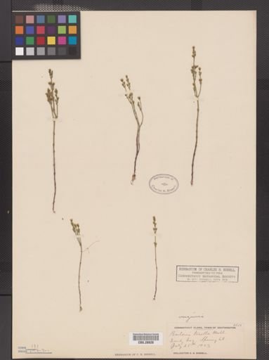 Bartonia virginica