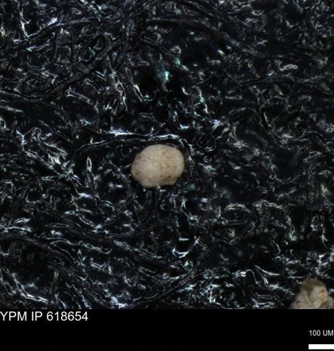 undet. Foraminiferida