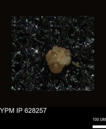 undet. Foraminiferida