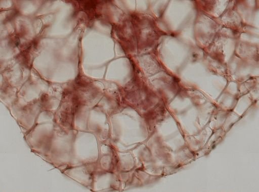 cf. Dactylia