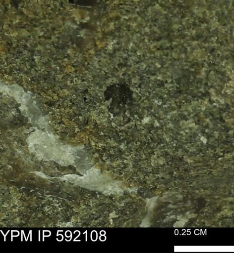 undet. Mollusca