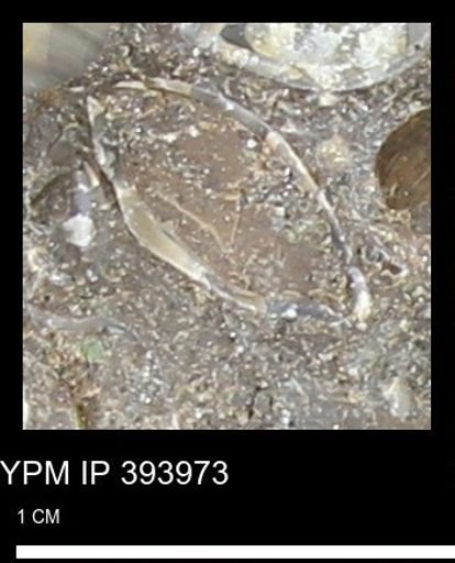 Cucullaea sp.